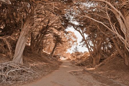 Lands End Forest Trail - HDR