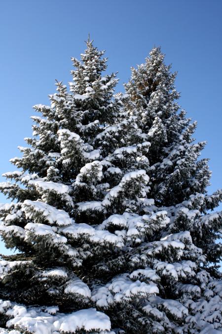 Snow Covered Pine