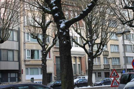 Snow on the trees in the city