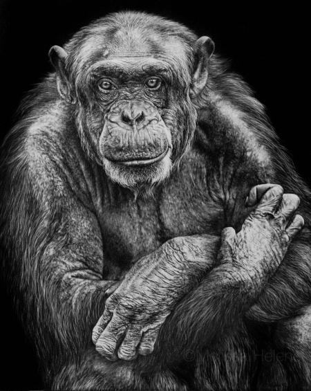 Photography of Chimpanzee