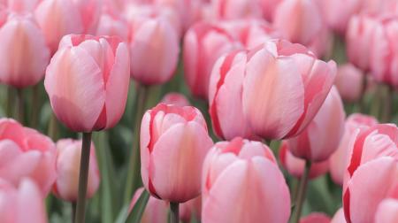 Pink Tulips