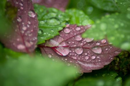 Raindrops on Leaves