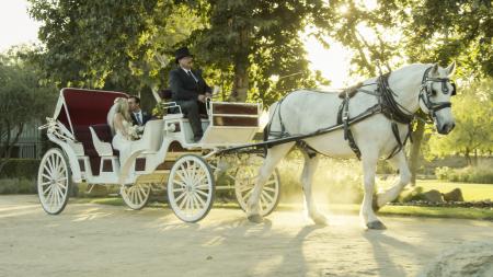 White horse carriage