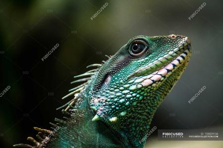 Wild Iguana