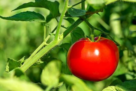 Tomato plant