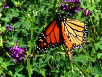 Monarch butterfly