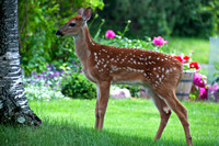 Baby deer