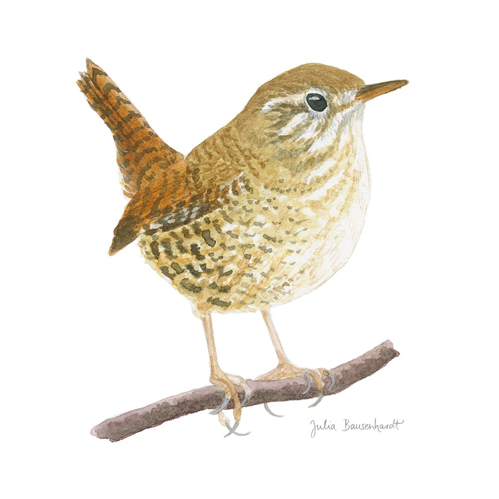 Wren in watercolor