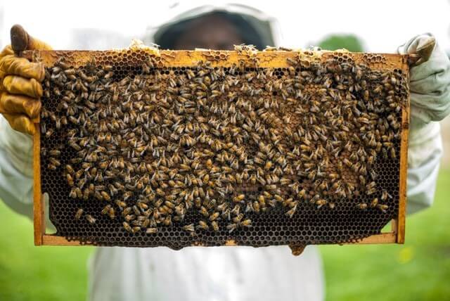 Honey Bee Farming