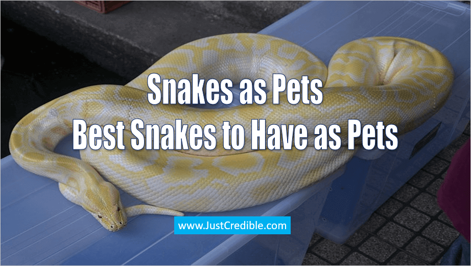 Snakes as Pets