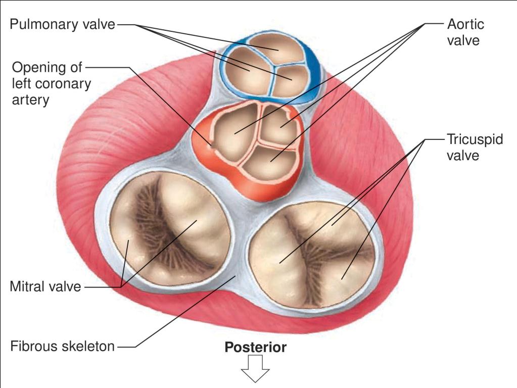 Heart Valves Diagram Labeled