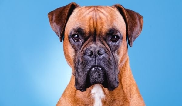 Boxer-best dog breeds for protection-keeping-pet