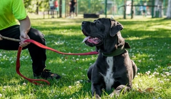 Cane Corso-best dog breeds for protection-keeping-pet