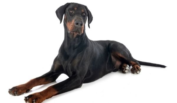 Doberman Pinscher-best dog breeds for protection-keeping-pet