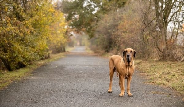 Fila Brasileiro-best dog breeds for protection-keeping-pet