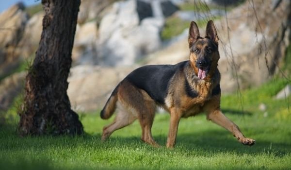 German Shepherd-best dog breeds for protection-keeping-pet