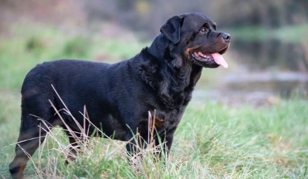 Rottweiler-best dog breeds for protection-keeping-pet