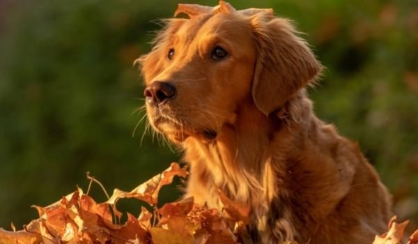 Dog Breeds For First Time Owners