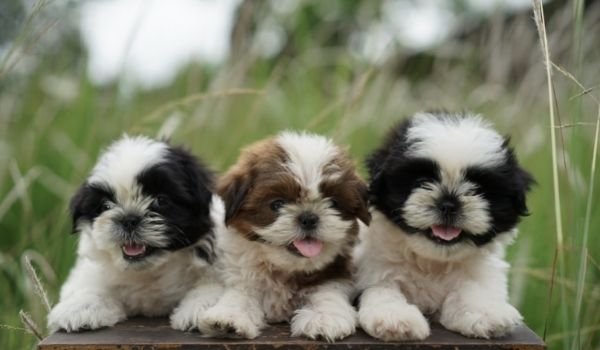 Dog Breeds For First Time Owners