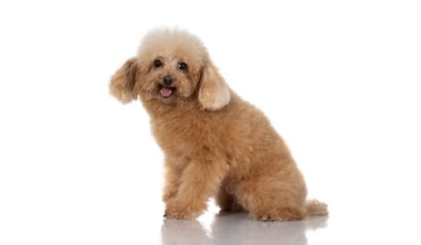 Dog Breeds For First Time Owners