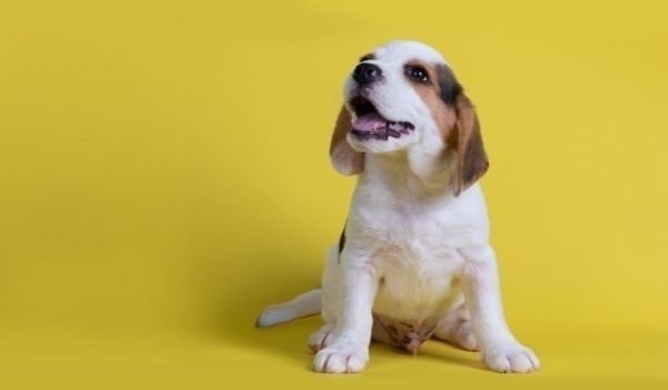 Dog Breeds For First Time Owners