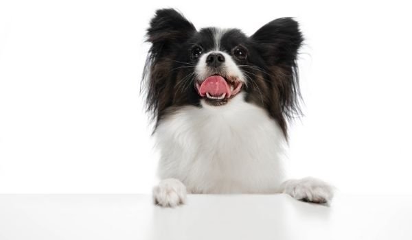 Dog Breeds For First Time Owners