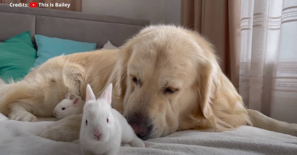 Golden Retriever Meets Baby Bunnies