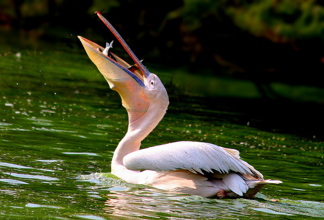 Pelican eating fish