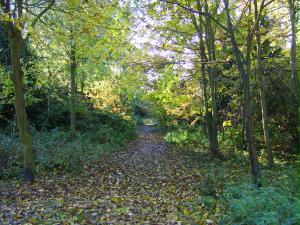 SNIBSTON woodland