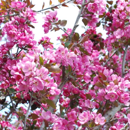 Thunderchild Crabapple Flower Close Up