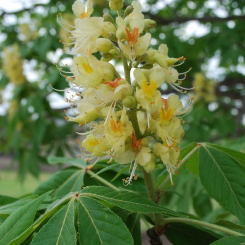 Ohio Buckeye Flower Close up