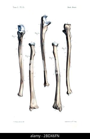 Human Arm Bones, 1844 Stock Photo