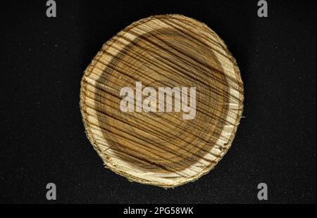 Slice of a tree cut on a black background. Wood Texture. Stock Photo