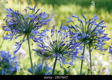 Blue Agapanthus (africanus) Stock Photo