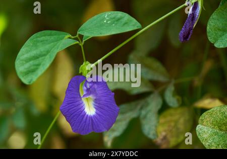 Butterfly Pea flower Stock Photo