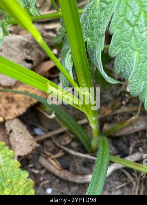 hairy sedge (Carex hirta) Stock Photo