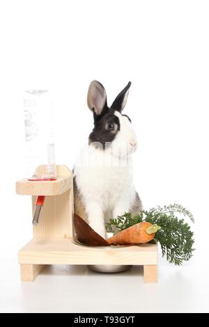 dwarf rabbit Stock Photo