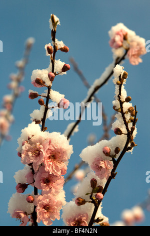 Winter flowering cherry (Autumnalis Rosea) covered in snow. Stock Photo