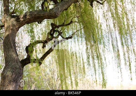 willow tree in spring-time Stock Photo