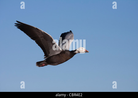 Blue Phase Snow Goose Stock Photo