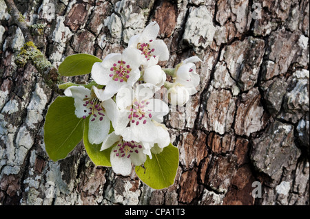 Pear blossom against bark Stock Photo