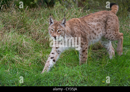 Eurasian Lynx Stock Photo