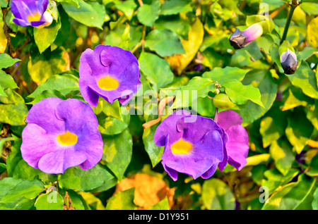 Butterfly pea flower Stock Photo