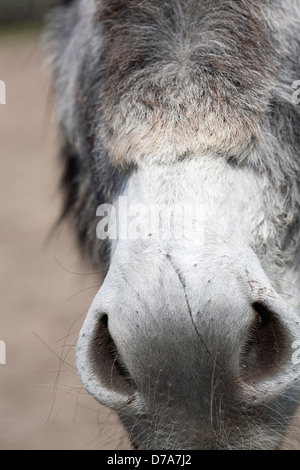 Nose of gray donkey Stock Photo