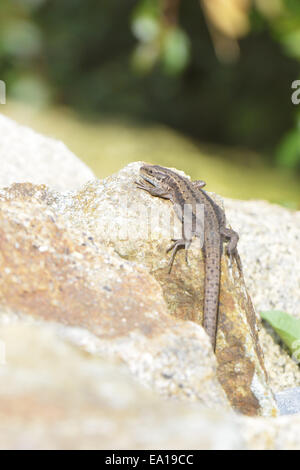 Common wall lizard Stock Photo