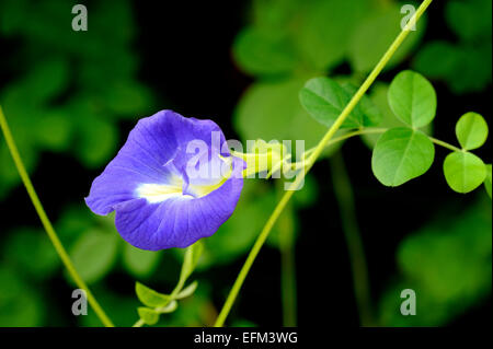 Butterfly pea flower Stock Photo