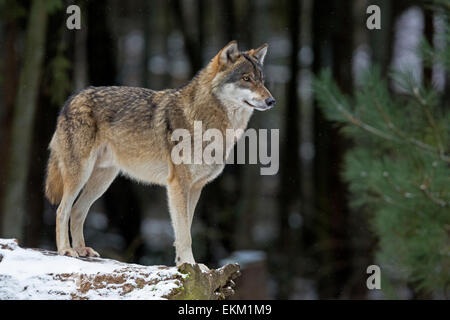 Wolf (Canis lupus) in winter Stock Photo