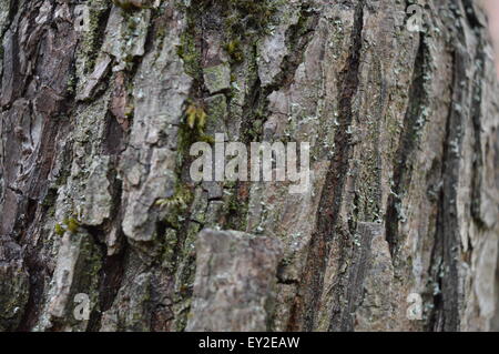 Pear tree bark horizontal Stock Photo