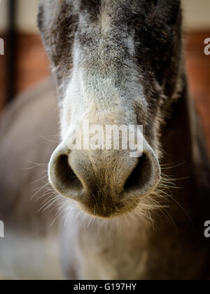 Close up of a donkey nose. Stock Photo