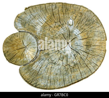 Cross section of tree trunk Isolated with Clipping Path Stock Photo